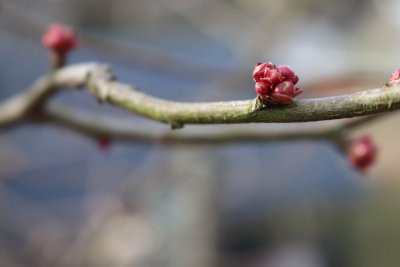 Chaenomeles japonica - kvěntní pupen